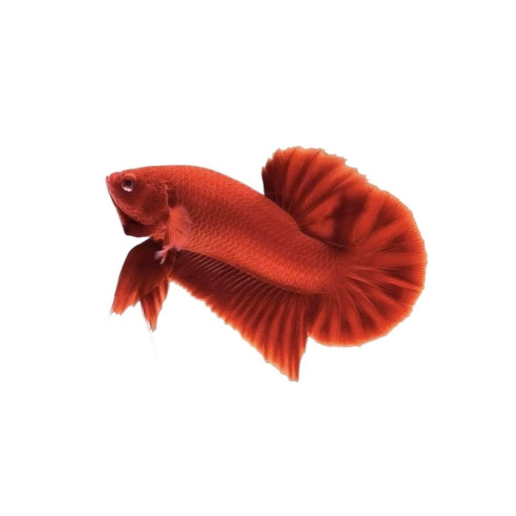 Cupang Super Red + Plakat Super Red Grade A+