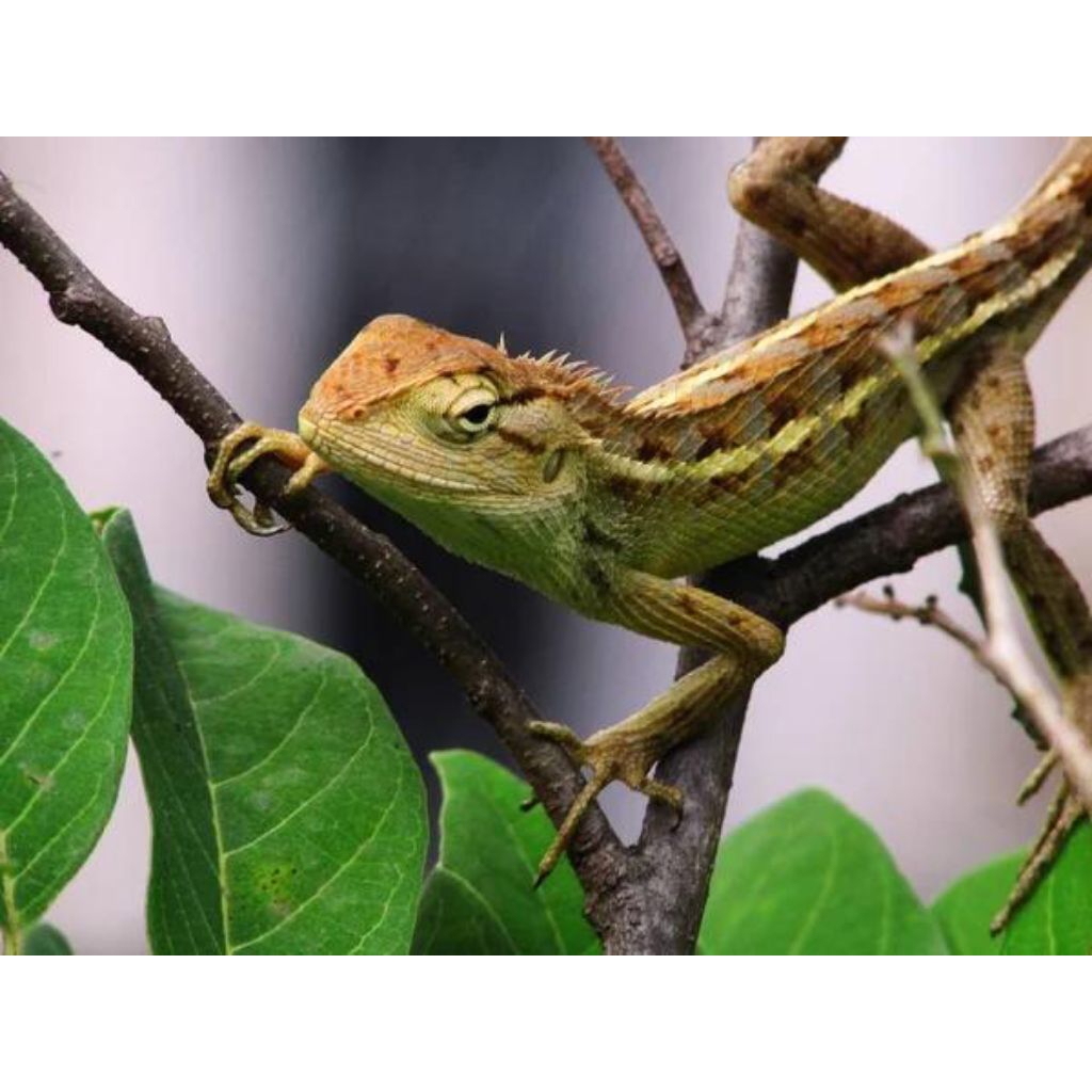 Bunglon Taman Calotes Versicolor Kadal Taman Pengendali Hama Mainan Anak Edukasi
