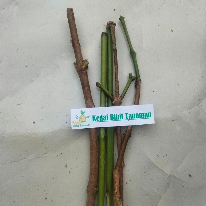 entres jambu air camplong - pucuk tunas jambu air camplong