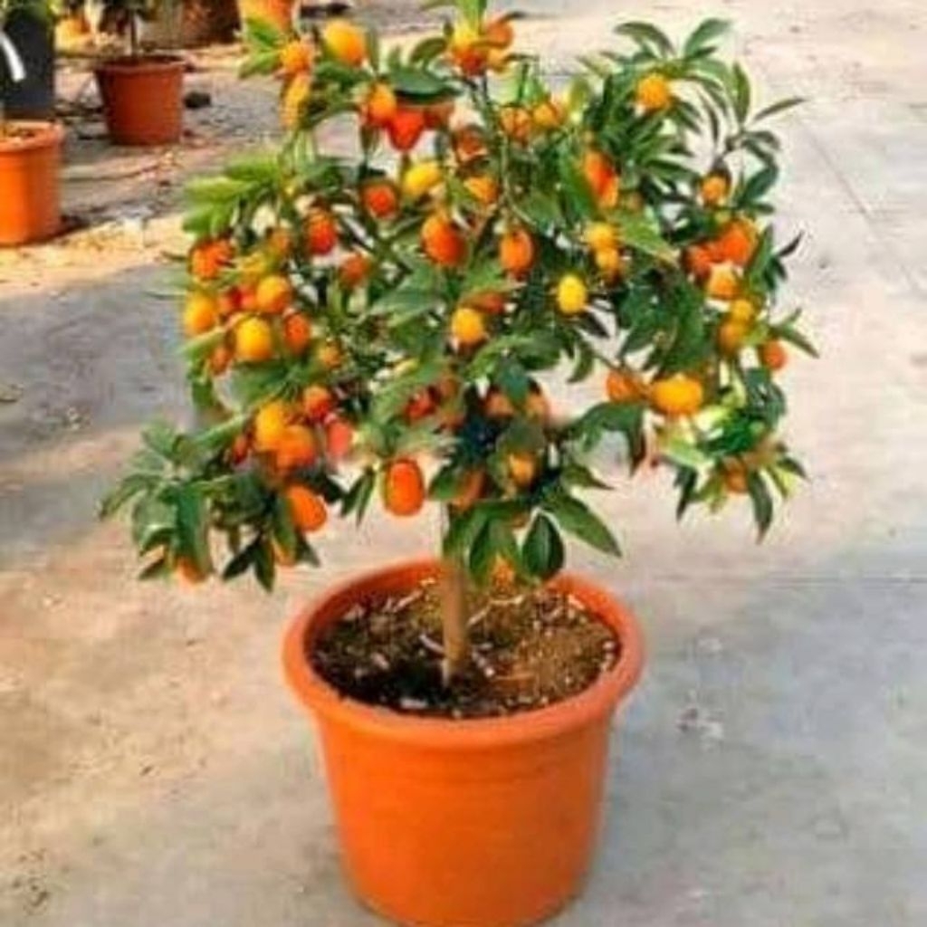 Bibit Tanaman Buah Jeruk Nagami Bibit Pohon Jeruk Nagami