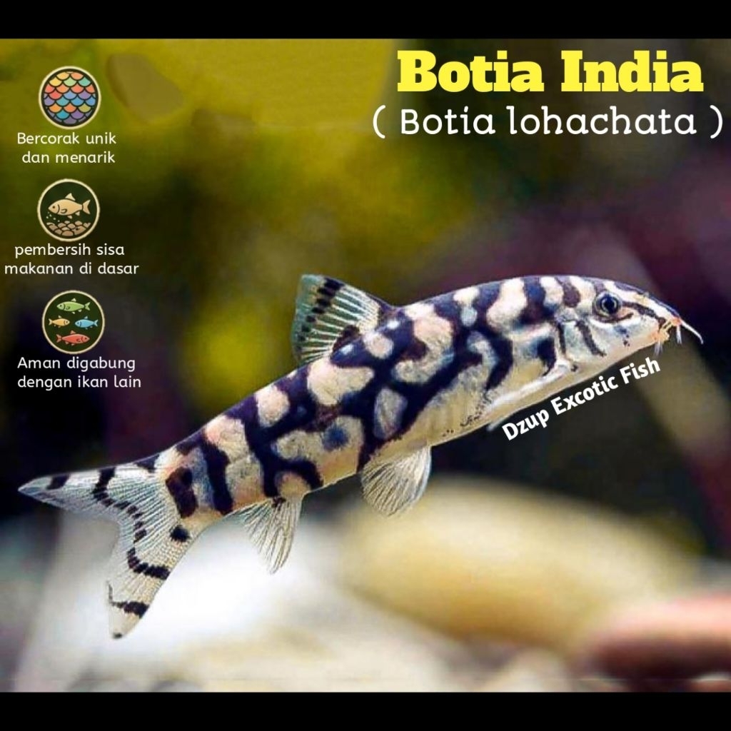 Botia India