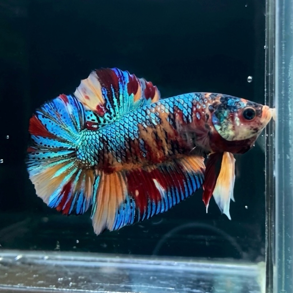 CUPANG / BETTA GIANT PK MULTI METALIC BO 4.5 UP (REAL PIC)