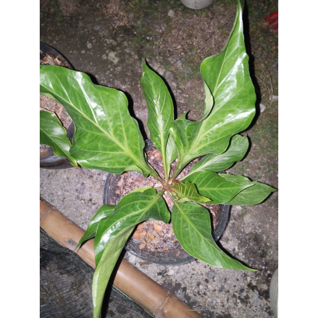 anthurium obor