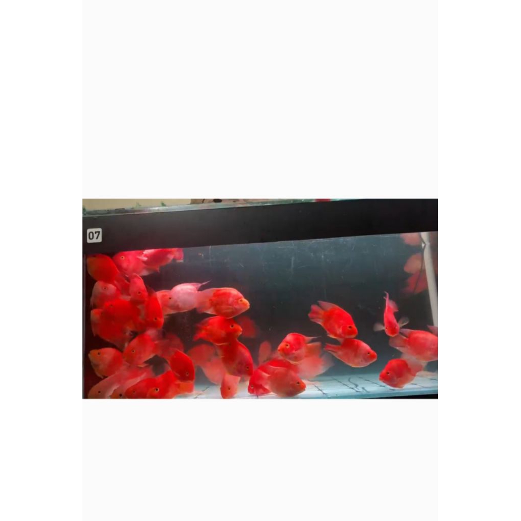 StikerKingKongPerrot{KKP} Red 11-14cm