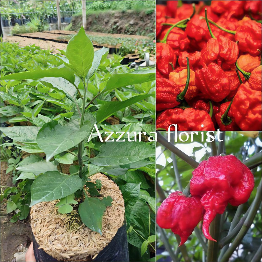 Tanaman cabe / cabai Carolina reaper merah pedas / pohon cabai Carolina reaper