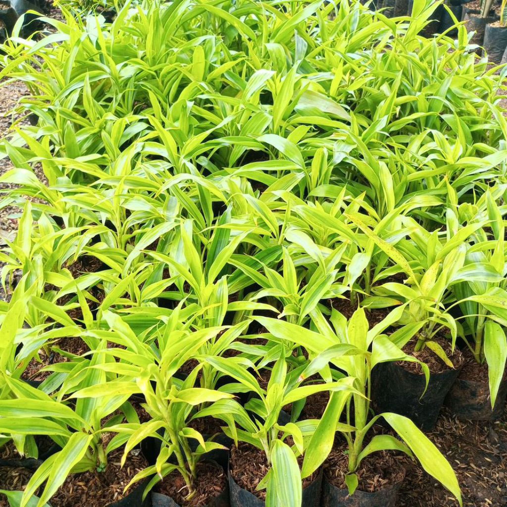 bambu hoki kuning