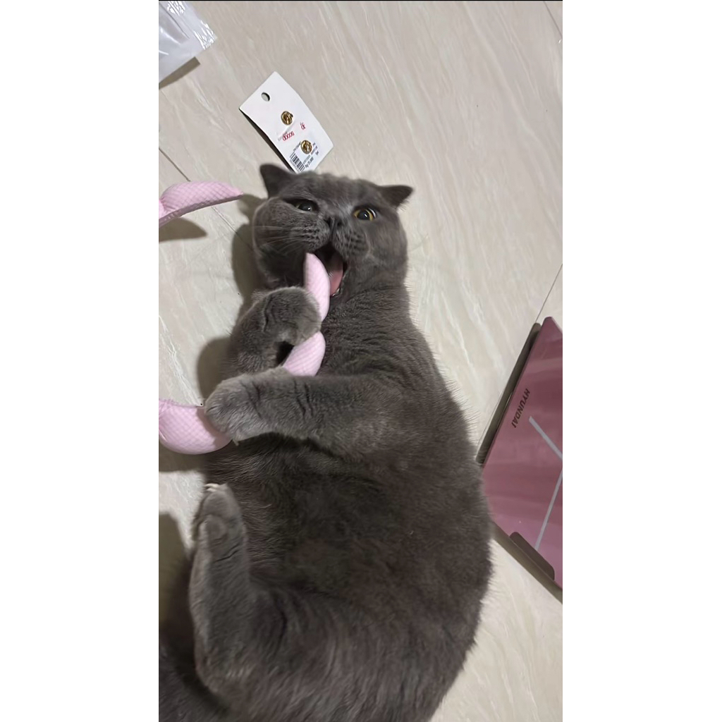 kucing Scottish fold  2 Thn
