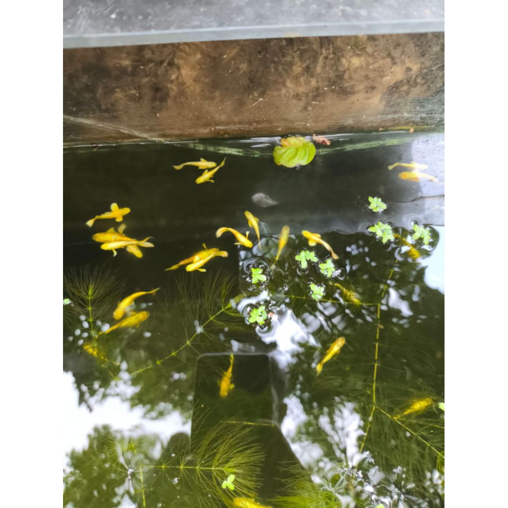 sepasang guppy fullgold