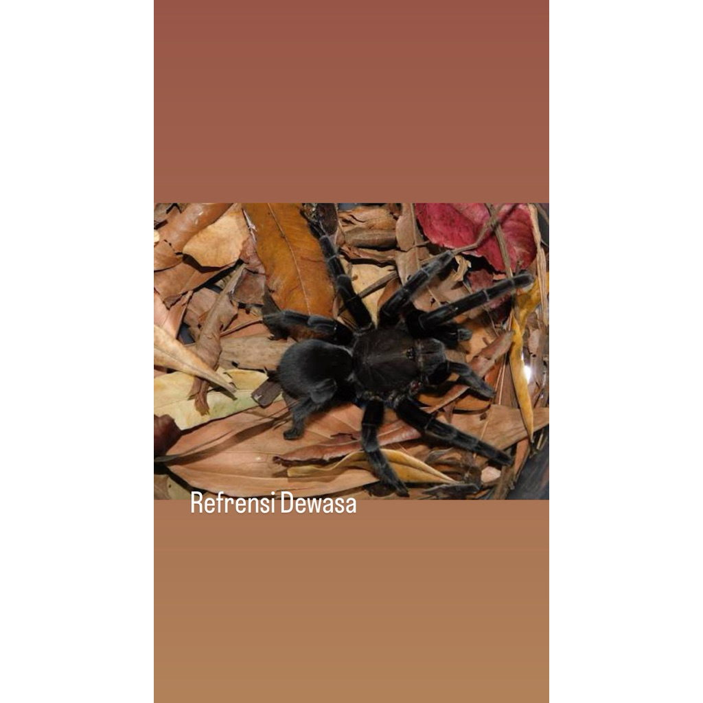 Tarantula Jawa selecosmia javanesis(MAINAN PRANK)