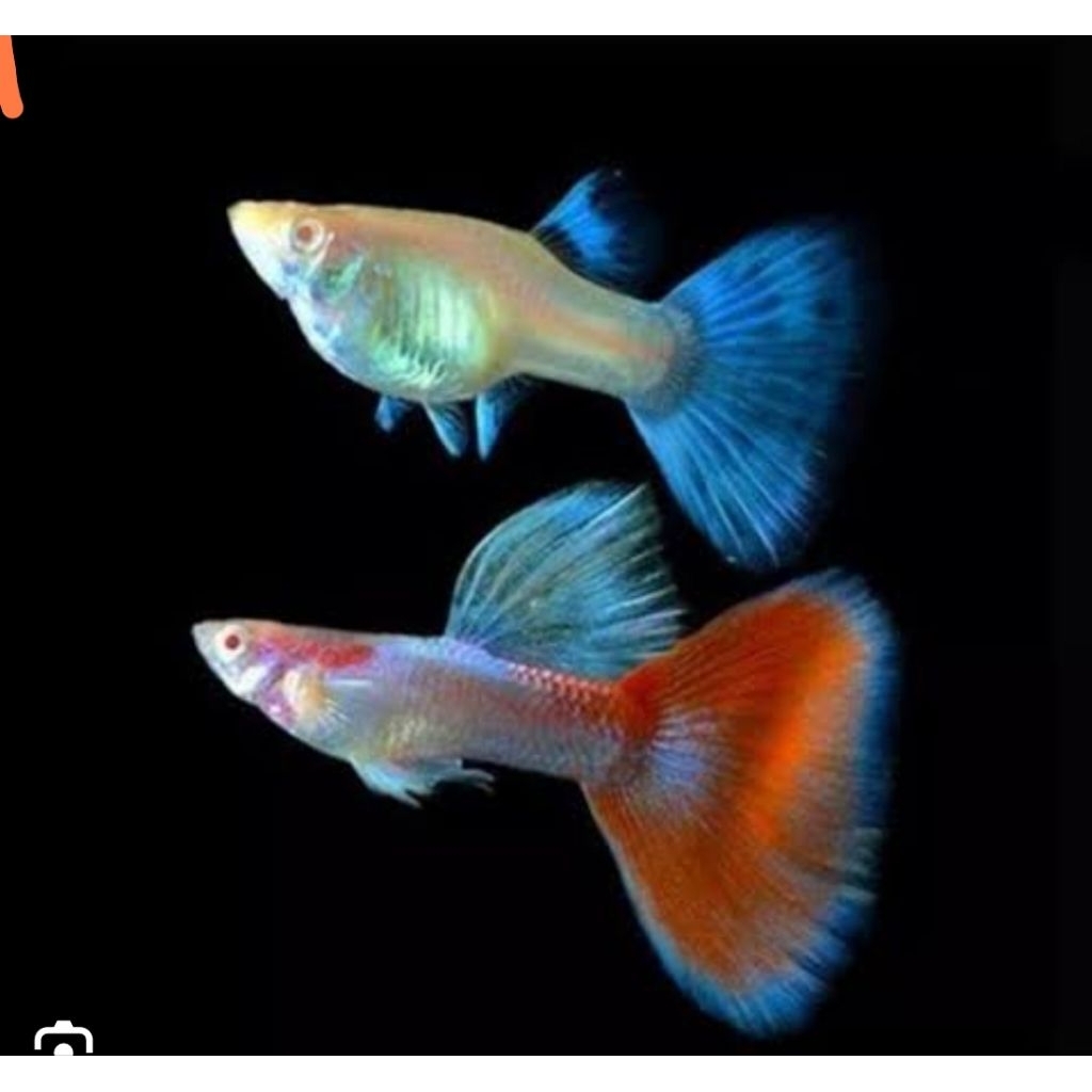 ganci sky red Guppy 1 psg