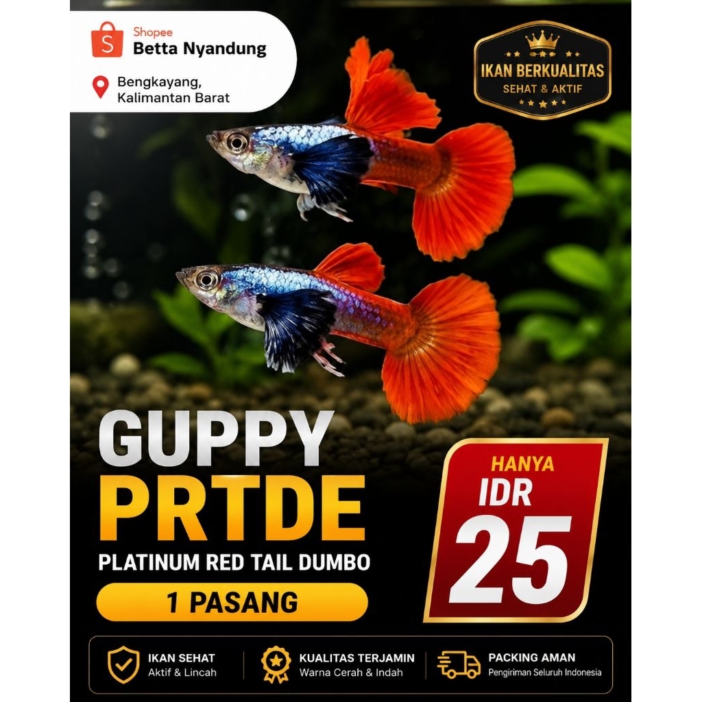 satu pasang Ikan Guppy PRTDE ikan Guppy sehat dan berkualitas ikan Guppy prtde hiasan aquarium hiasa