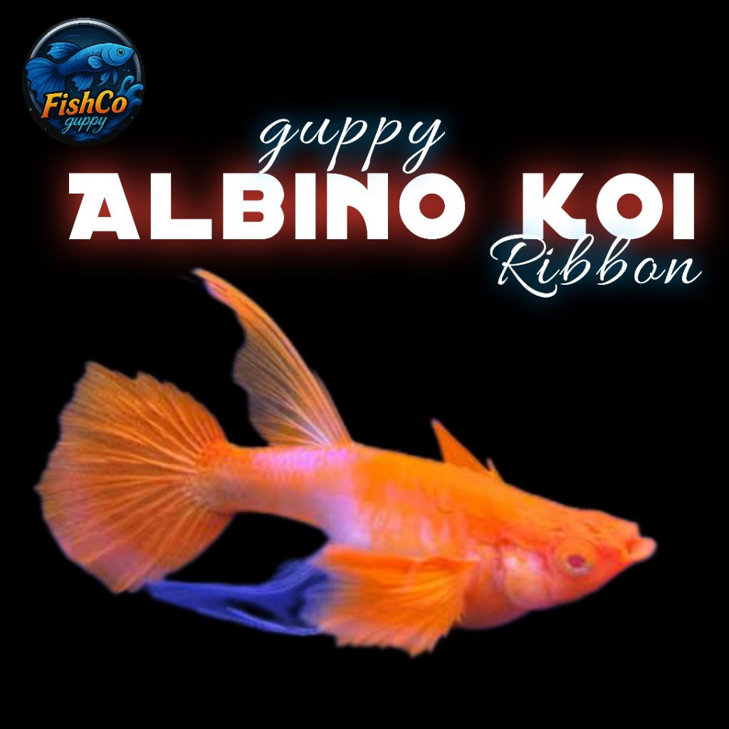 stiker guppy albino koi ribbon red ear sepasang