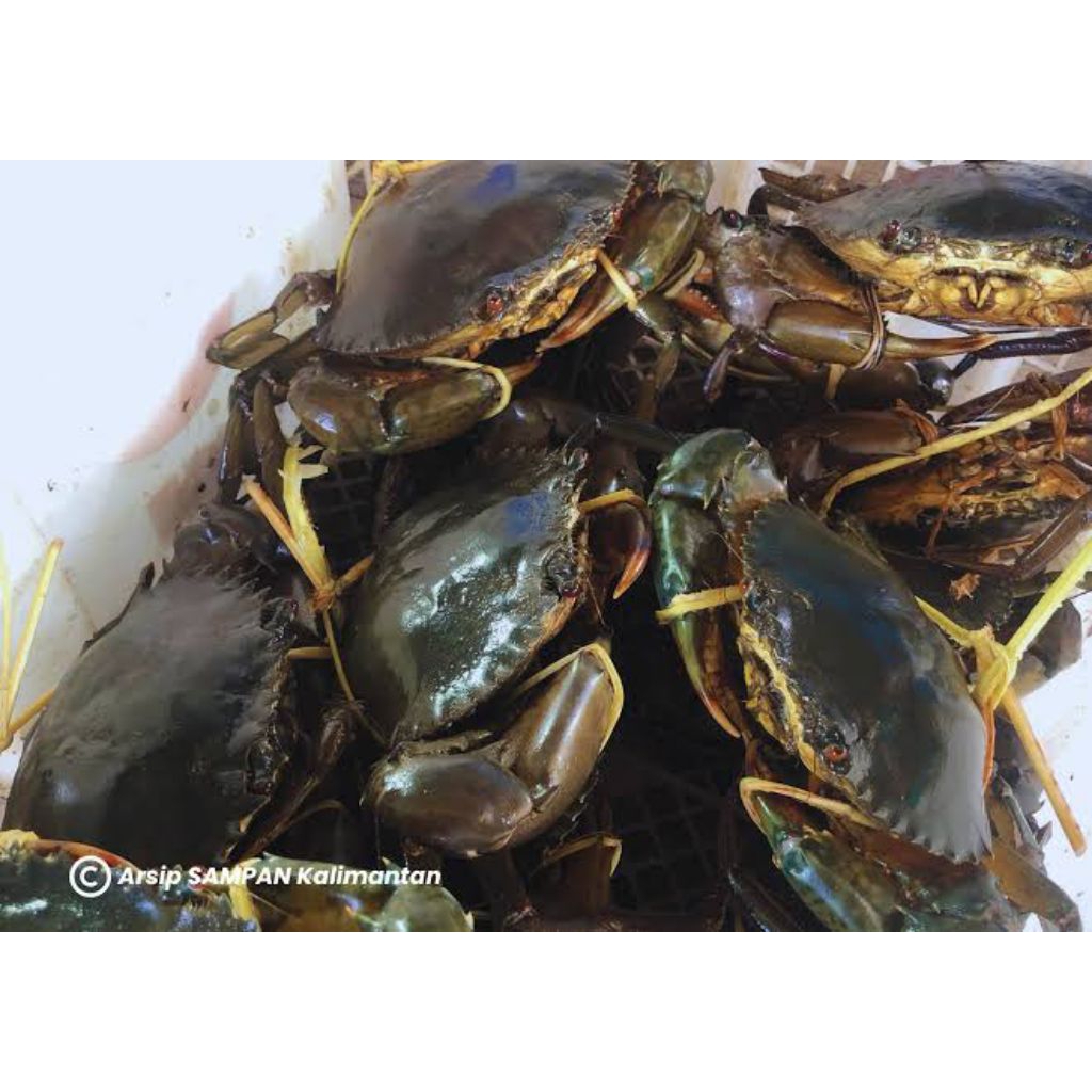 Kepiting hidup segar