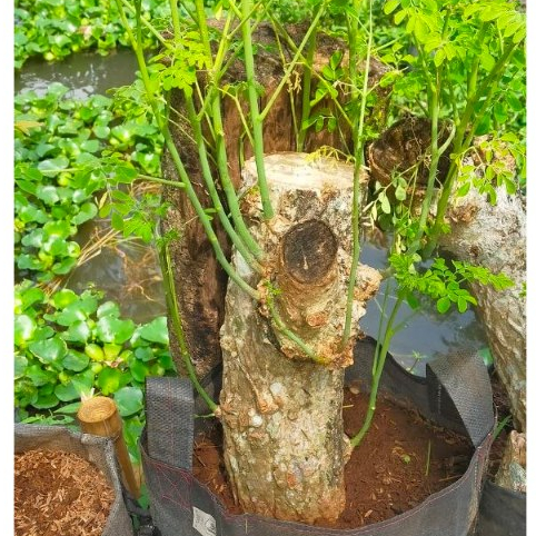 Bahan Bonsai Kelor Batang sebesar pipa paralon 4in
