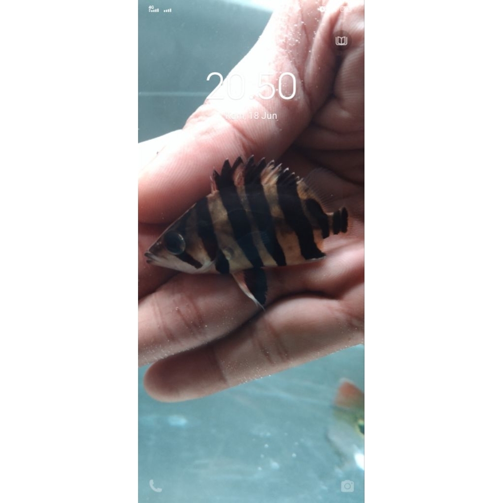 Datz 3 Bar Clean 9cm jos jis