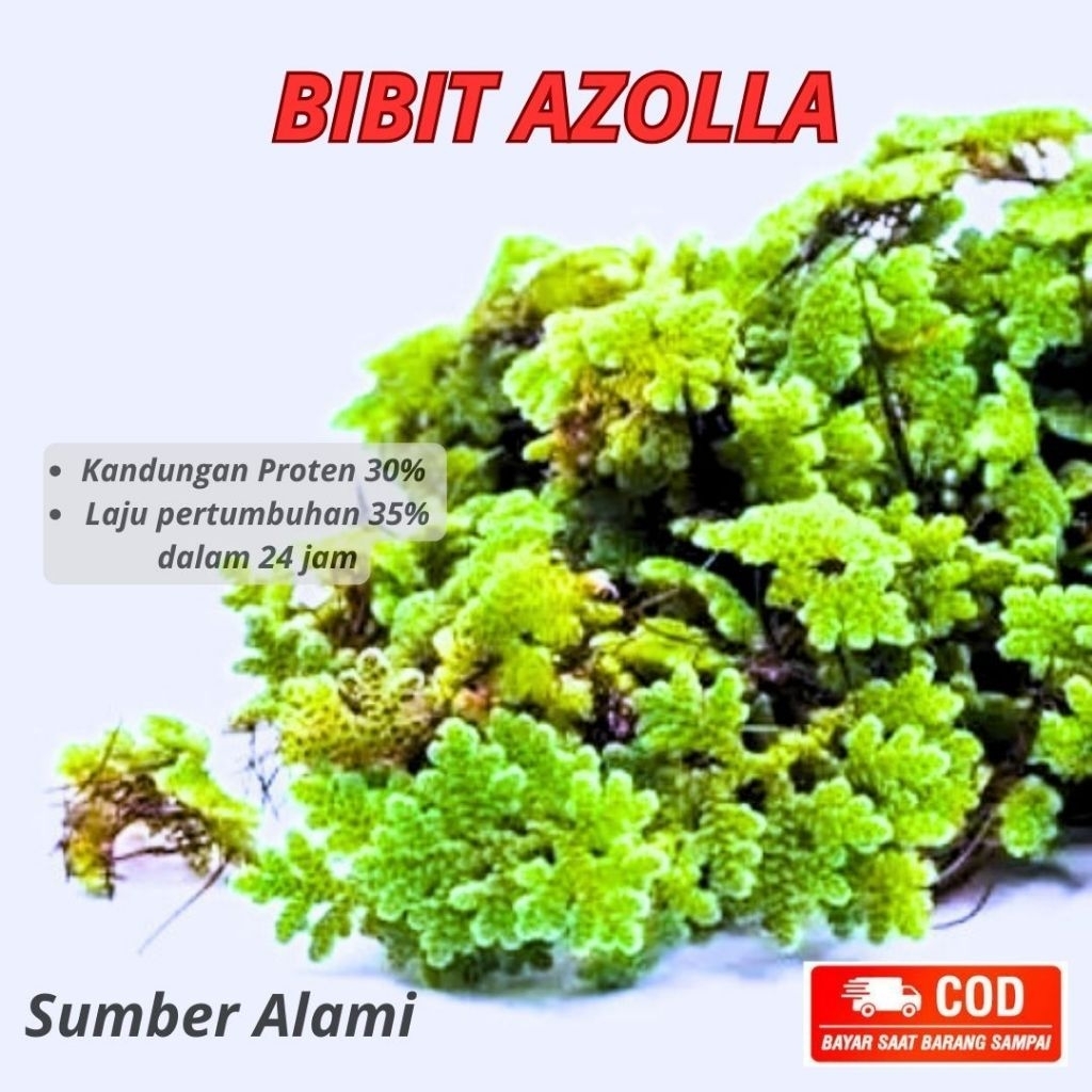 BIBIT AZOLLA pakan ikan azolla pakan ternak tanaman air azolla banyuwangi azolla srono azola azolla 