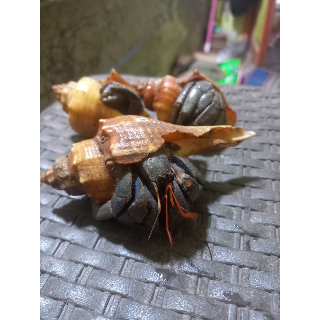 Kelomang besar XL