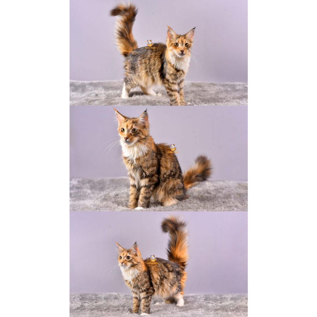 Briana – Kucing Mainecoon – Betina – 6 Bulan