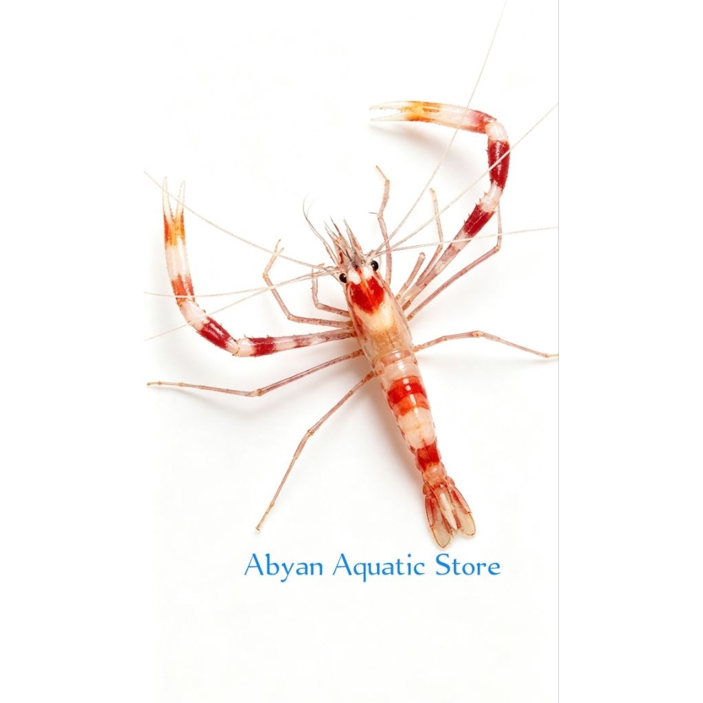 Udang Mp air Laut