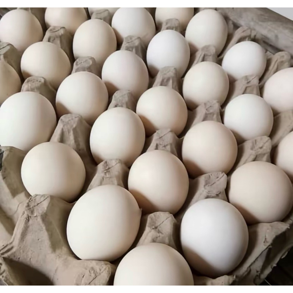 Telur ayam kampung KUB