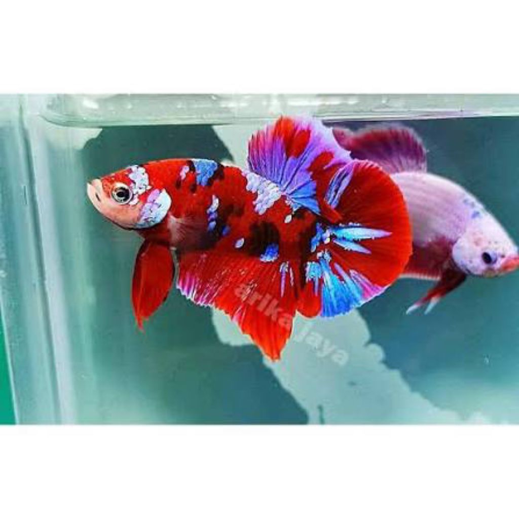 cupang multicolor red