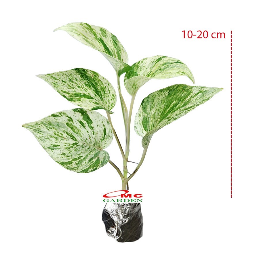 Srigading Sri Gading Sirih Gading Hijau Kuning Varigata Golden Silver Ungu Centong Philodendron Phil