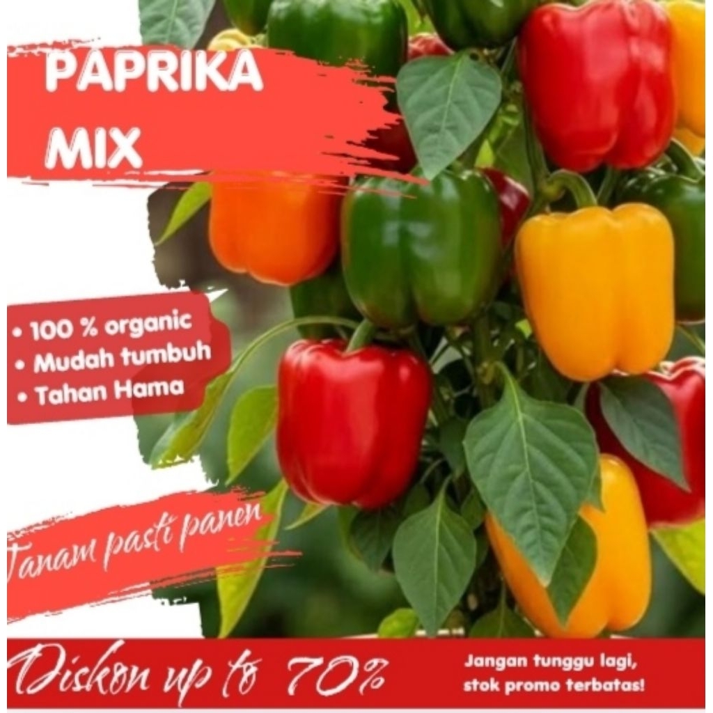 Paket 20 Benih Paprika Mix Colour Bibit Paprika Unggul