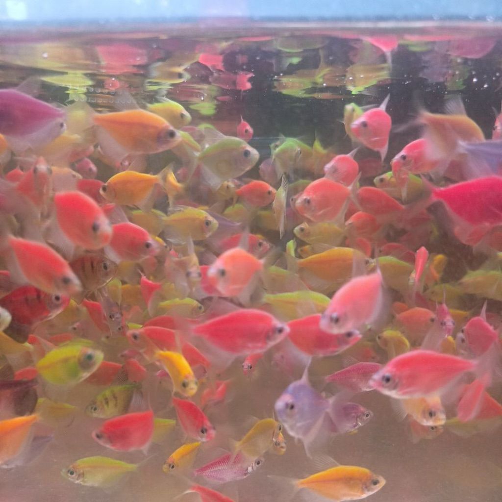 Ikan Glowfish ayak 7-8,,ikan glowfish