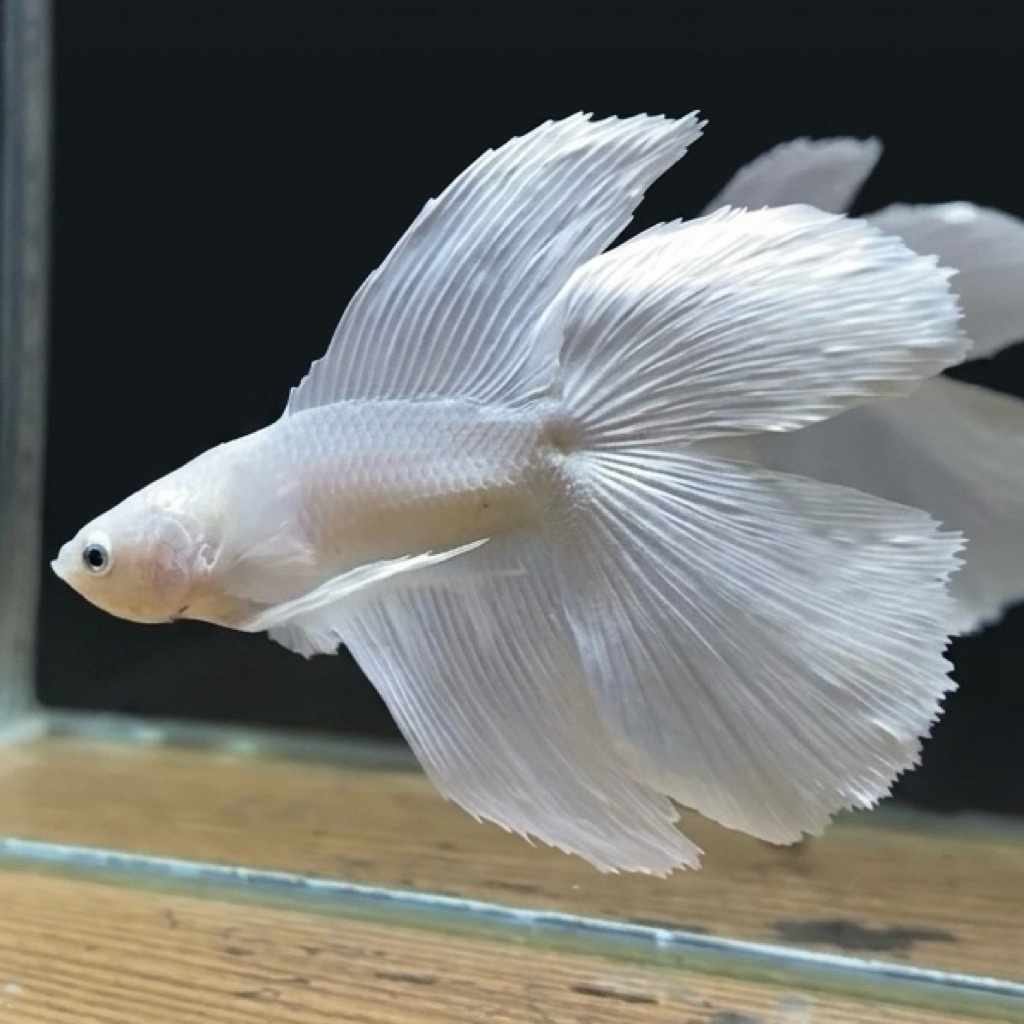 CUPANG / BETTA HMDT WHITE PLATINUM VIP (REAL PIC)