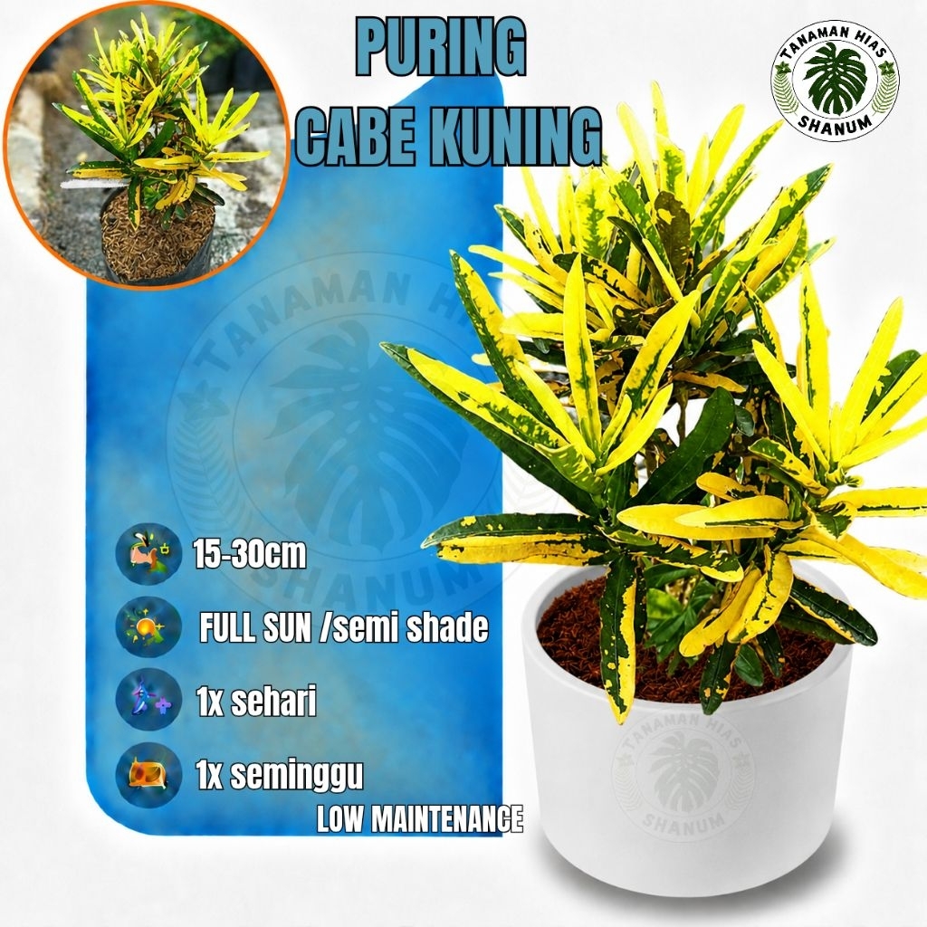 Promo COD tanaman hias puring cabe kuning - puring teri - tanaman puring - bibit pohon puring - poho