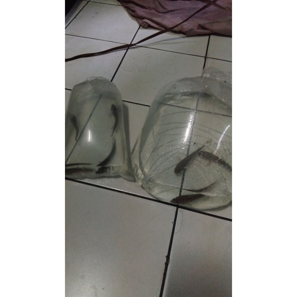 channa maru ys batik single tank ±20cm