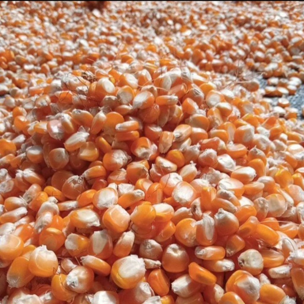 Jagung hibrida kering/ jagung pipil untuk pakan ternak 1kg