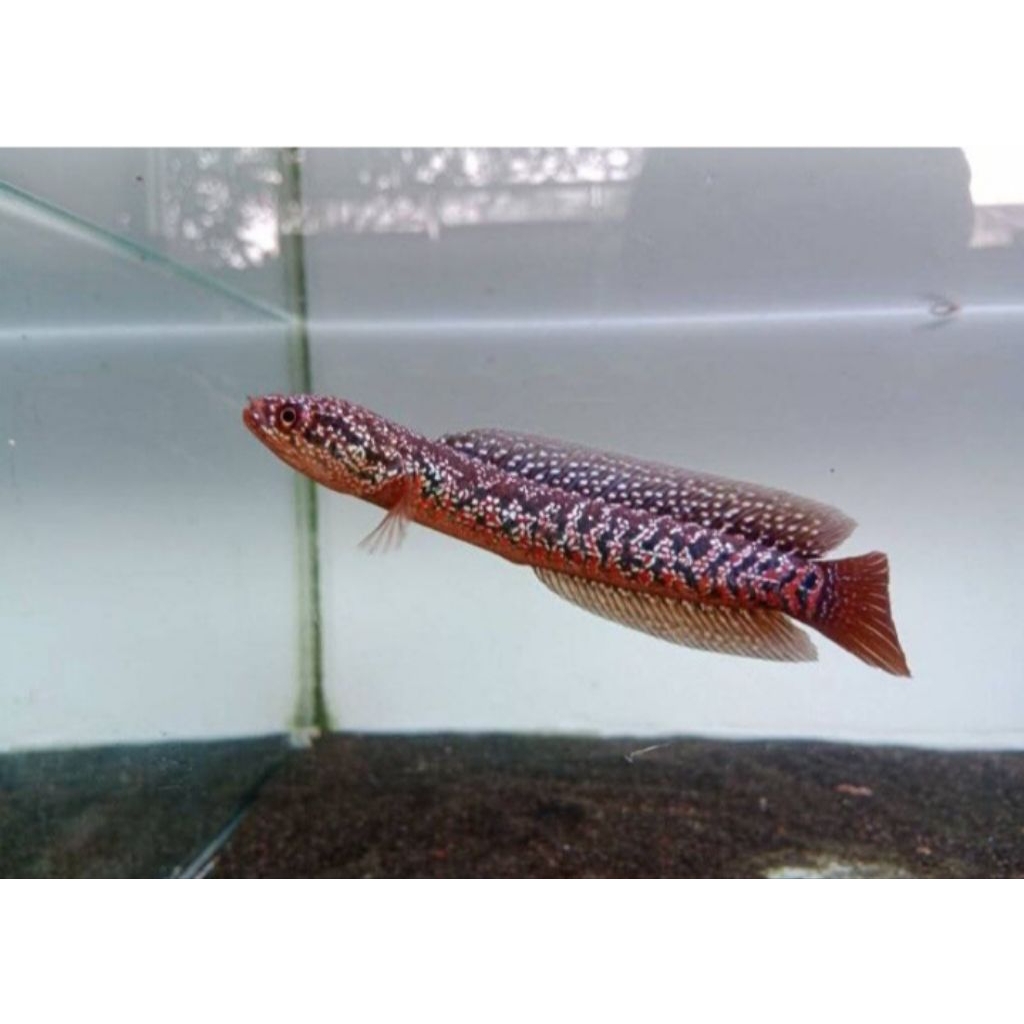 Ikan Hias Channa Asiatica RSP Kalimaya ukuran 8-10cm Grade A