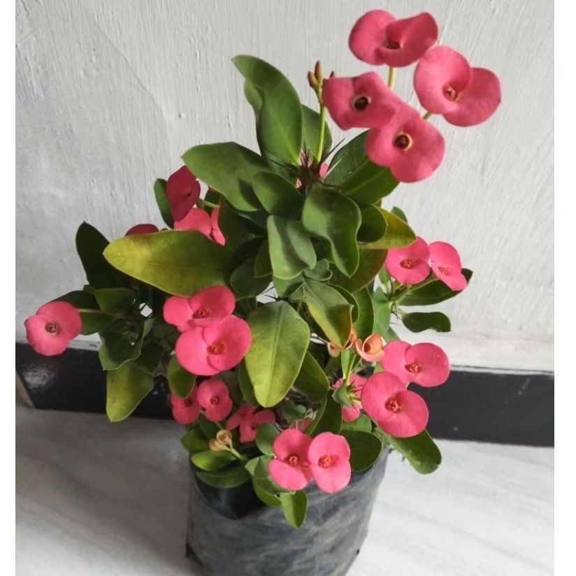 Bunga eforbia mini merah