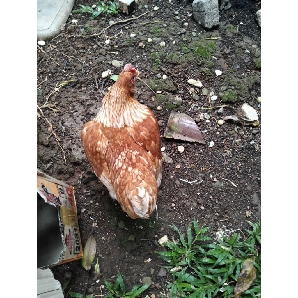 Ayam Petelur Muda (Pullet)