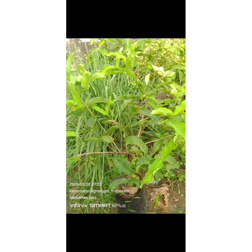 bibit jambu kiojok cangkok.mdh n jamaika