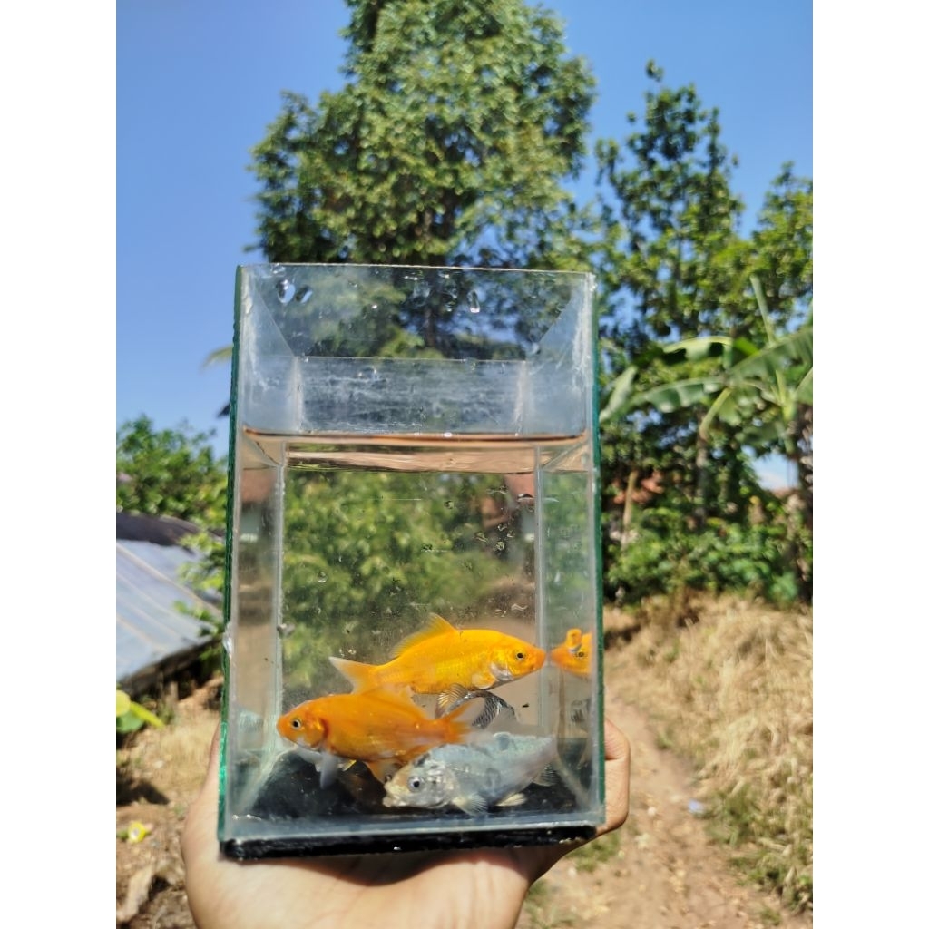 Paket Ikan Koi 3 Ekor - Kohaku, Sanke, Shiro, Showa, Warna Acak