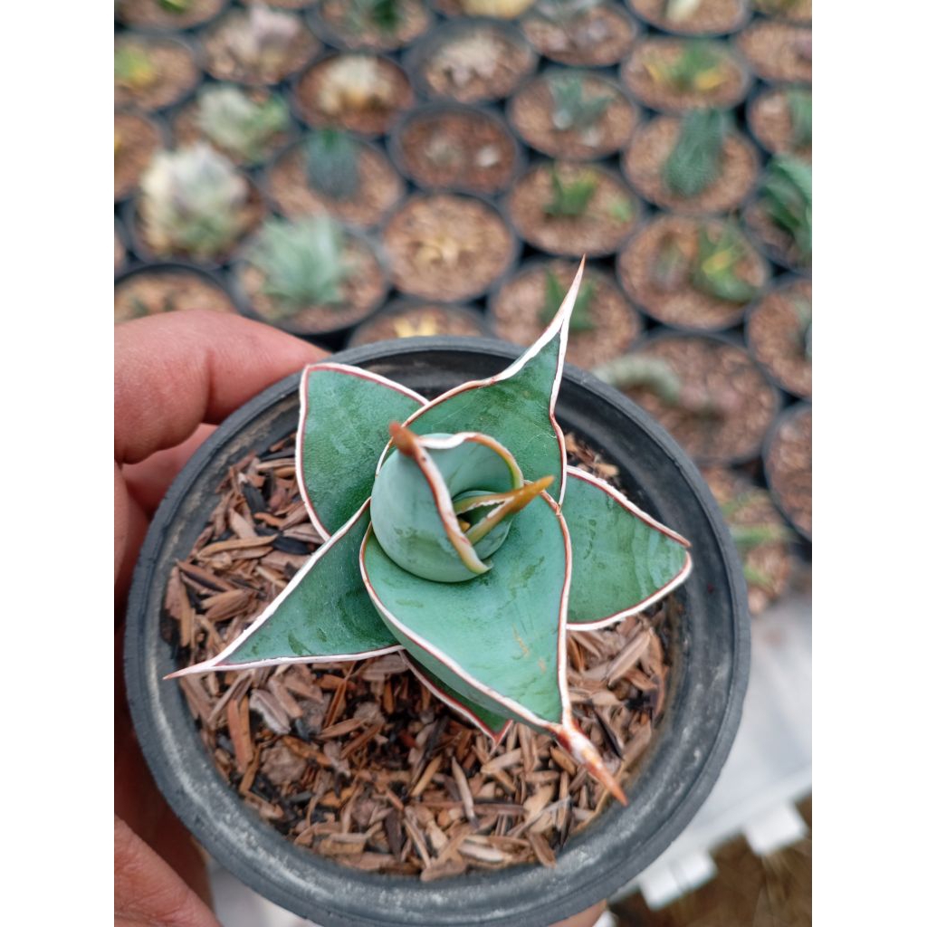sansipera daun tebal pinguiculata