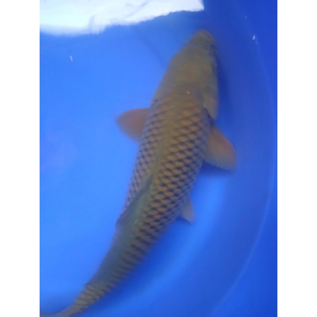 ikan koi blitar jenis midori size 38 cm jantan