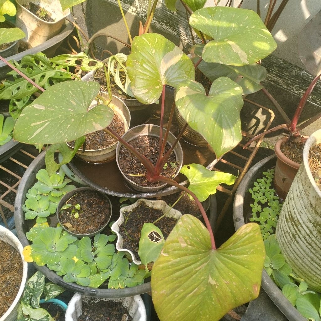 Homalomena Thai Stardust Varigata Pink  Besar