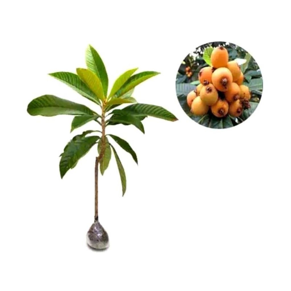 leci biwa- bibit leci kuning cepat berbuah