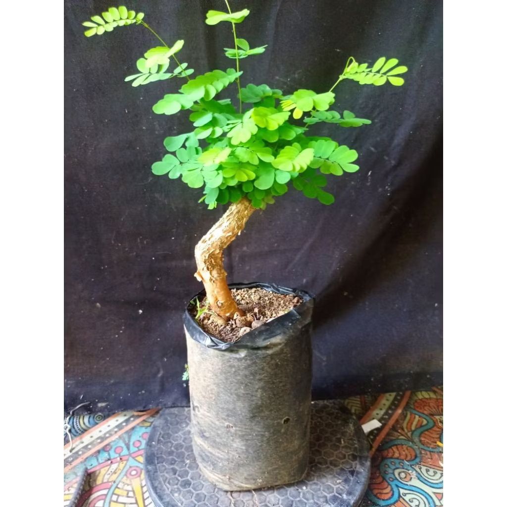 Bahan bonsai asem sarp sudah subur