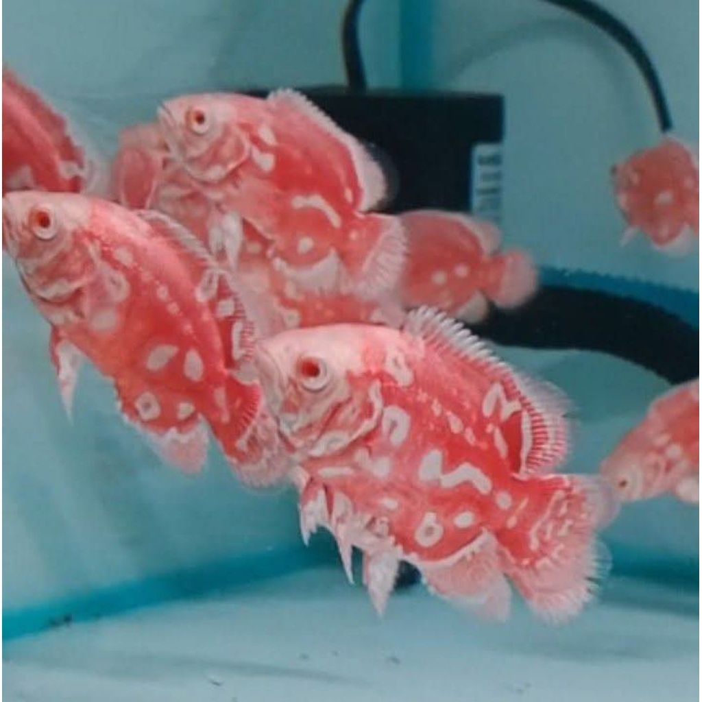 Oscar Nemo Slayer