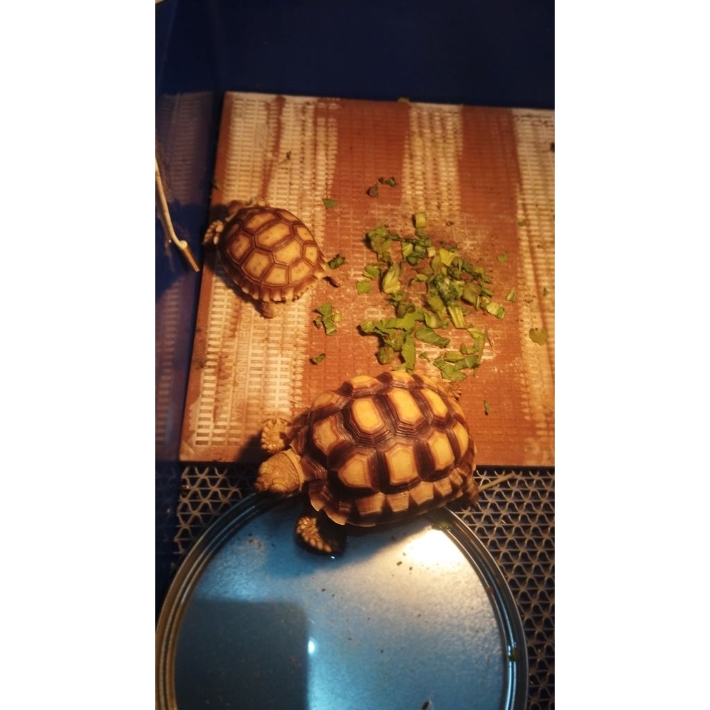 baby sulcata tortoise .