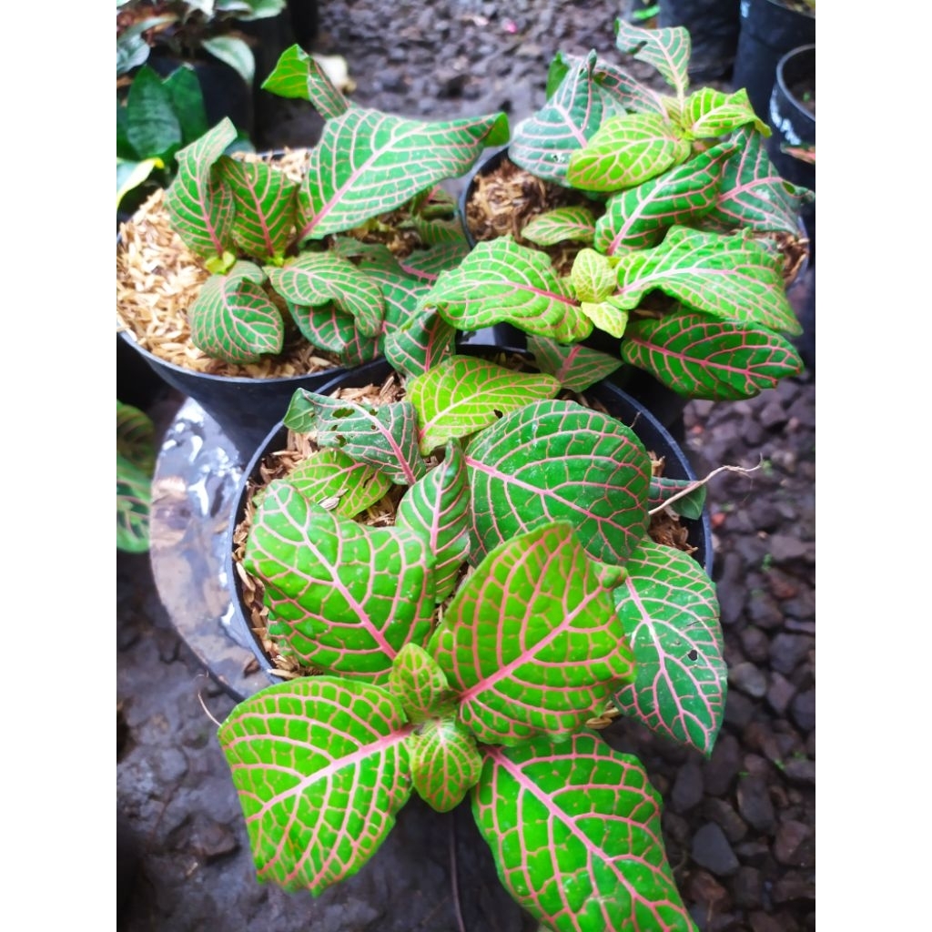 TERMURAH REALPIC RIMBUN Tanaman Hias Fittonia kuning urat pink dan fotonya merah urat pink. Mewah Es