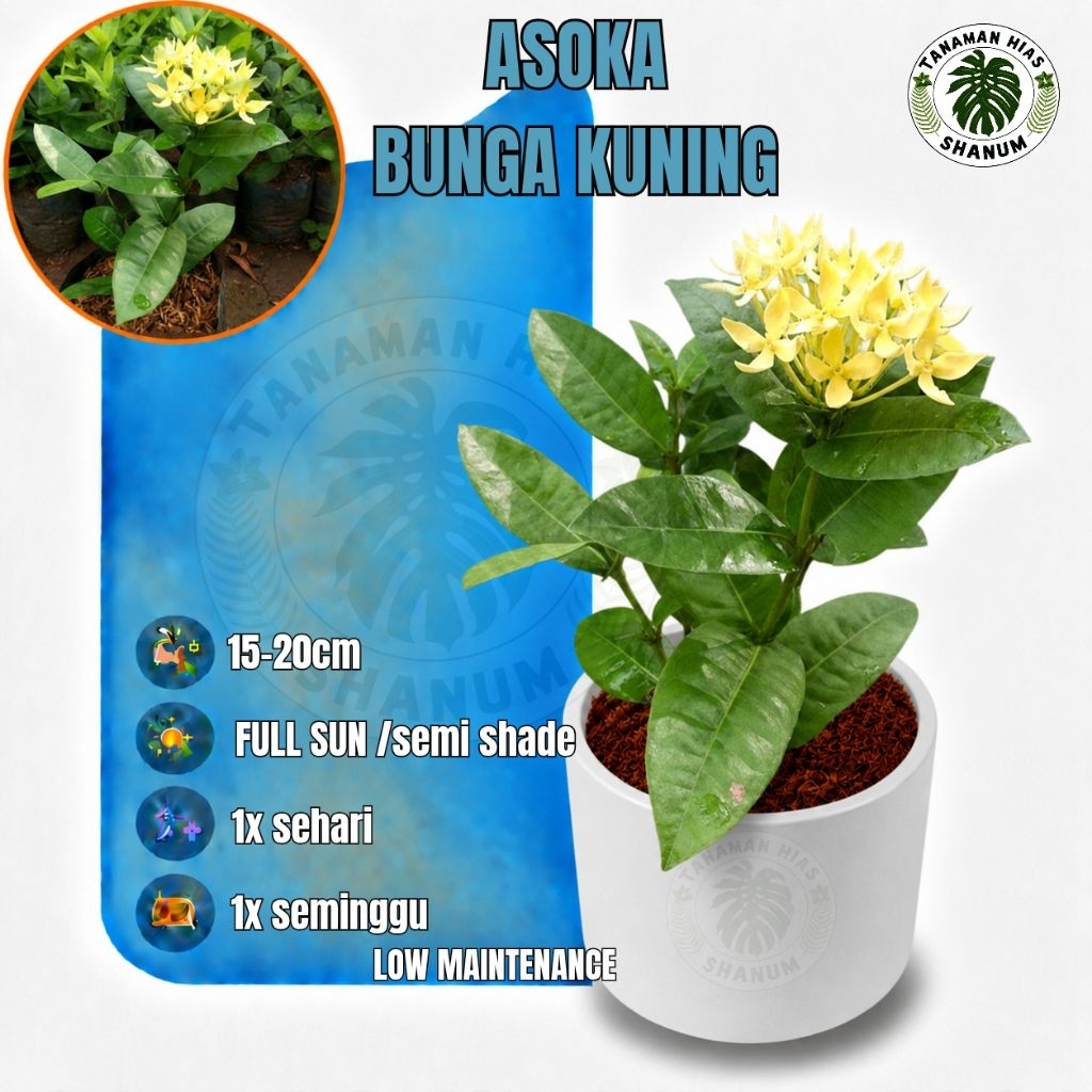 Promo COD bibit bunga Asoka kuning - tanaman hias Asoka bunga kuning - bibit bunga - bunga Asoka - p