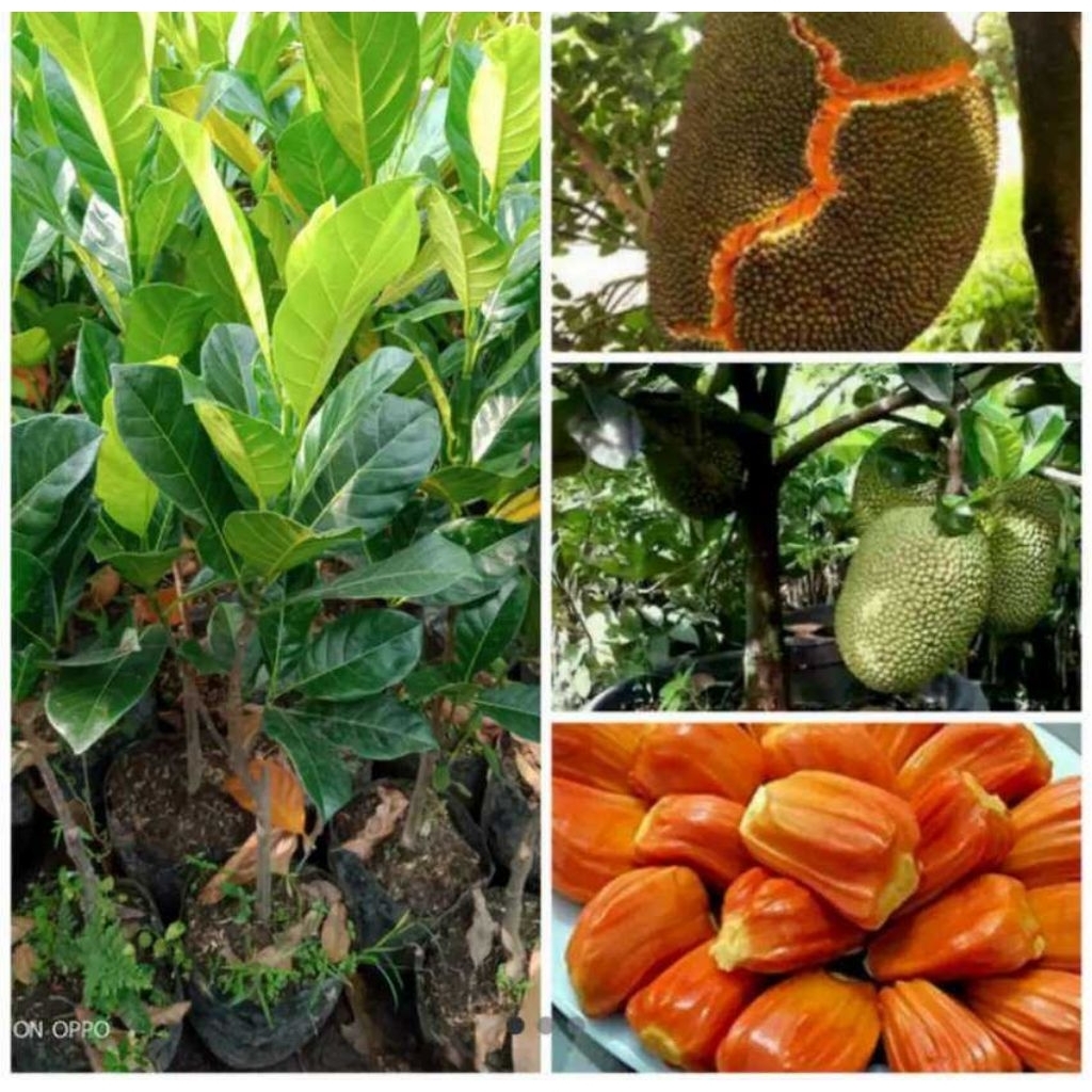 BIBIT NANGKA J33