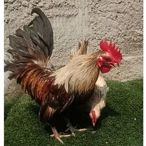ayam kate jantan dewasa