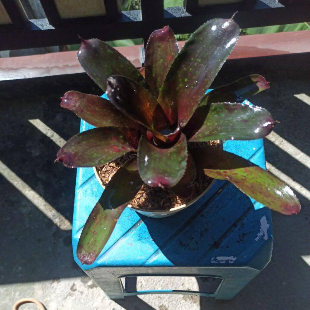 Bromelia Kitek Rose L