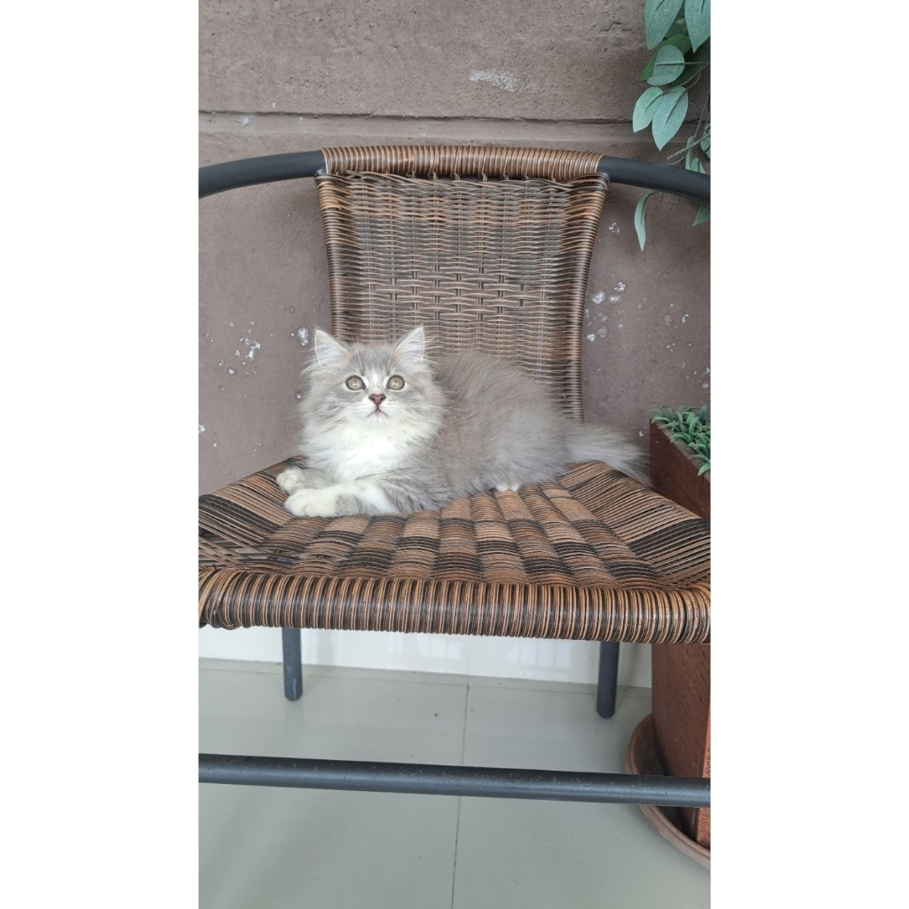 kucing persia abu norwegian forest